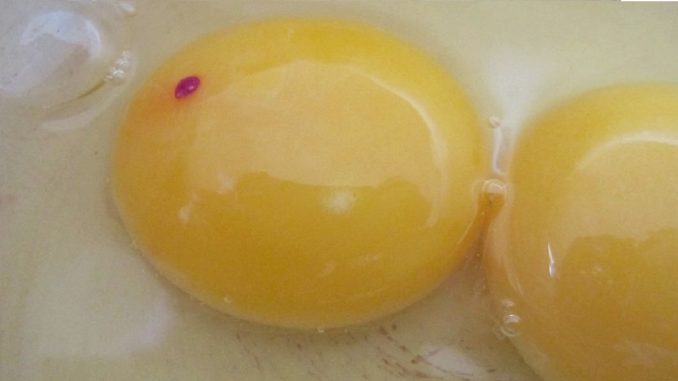 bloodegg